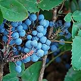 Creeping Oregon Grape Seeds (Mahonia repens) Packet of 10 Seeds Photo, bestseller 2024-2023 new, best price $8.97 ($0.90 / Count) review