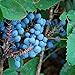 Photo Creeping Oregon Grape Seeds (Mahonia repens) Packet of 10 Seeds new bestseller 2023-2022