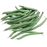 Burpee Blue Lake 274 Bush Bean Seeds 2 ounces of seed Photo, bestseller 2024-2023 new, best price $6.30 ($3.15 / Ounce) review