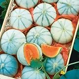 10 Savor Melon Seeds | Exotic Garden Fruit Seeds to Plant | Sweet Exotic Melons, Grow and Eat Photo, bestseller 2024-2023 new, best price $9.99 ($1.00 / Count) review