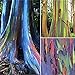 Foto 200 Piezas Semillas De Eucalipto Fuerte Adaptabilidad A La Siembra Fácil De Cuidar Adecuado Para Principiantes Eucalyptus Arcoíris Especies Raras Siembra En Interiores Durante Todo El Año nuevo éxito de ventas 2024-2023