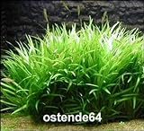 WFW wasserflora Grasartige Zwergschwertpflanze/Echinodorus latifolius im Topf Foto, Bestseller 2024-2023 neu, bester Preis 5,55 € Rezension