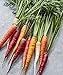 Photo Burpee Kaleidoscope Blend Non-GMO Rainbow Carrot Vegetable Planting Home Garden | Five Colors: Red, Orange, Purple, White, and Yellow, 1500 Seeds new bestseller 2024-2023