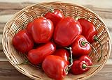 Hot Chili Pfeffer Rocoto Rot - Manzano - Pepper - 10 Samen Foto, Bestseller 2024-2023 neu, bester Preis 1,60 € Rezension