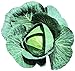 Photo Cabbage Bravo F1 Seeds - Vegetable Seeds Package (1000) new bestseller 2024-2023