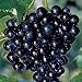 Photo Pixies Gardens (1 Gallon) Cowart Muscadine Grape Vines Shrub Live Plant new bestseller 2024-2023