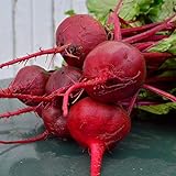 Crosby Egyptian Beet - 100 Seeds - Heirloom & Open-Pollinated Variety, Non-GMO Vegetable Seeds for Planting Indoors or Outdoors in Containers or The Home Garden, Thresh Seed Company Photo, bestseller 2024-2023 new, best price $7.99 review