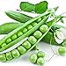 Photo Earthcare Seeds Peas Little Marvel Sweet Dwarf Bush Pea 50 Seeds (Pisum sativum) No GMO – Open Pollinated - Heirloom new bestseller 2023-2022