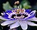 Photo CEMEHA SEEDS - Passionflower Purple Vine Wild Apricot Maypop Indoor Exotic Perennial Flowers for Planting new bestseller 2023-2022