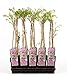 Foto Wisteria floribunda Rosea 70-80 cm Rosa Japanischer Blauregen neu Bestseller 2024-2023