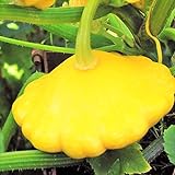 TomorrowSeeds - Sunburst Yellow Patty Pan Seeds - 60+ Count Packet - Bush Scallop Squash Summer Golden Patisson Patison Lemon Scallopini Photo, bestseller 2024-2023 new, best price $8.80 ($0.15 / Count) review