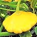 Photo TomorrowSeeds - Sunburst Yellow Patty Pan Seeds - 60+ Count Packet - Bush Scallop Squash Summer Golden Patisson Patison Lemon Scallopini new bestseller 2024-2023