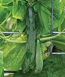 Burpee Sweet Success Slicing Cucumber Seeds 20 seeds Photo, bestseller 2024-2023 new, best price $8.64 ($0.43 / Count) review