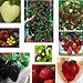 Foto Erdbeere Regenbogen Mischung 20 Samen -verschiedenen Farben und Sorten in ein Päckchen neu Bestseller 2023-2022