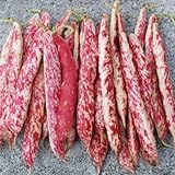 Taylor Dwarf Horticulture (Cranberry) Bean Seeds, 50 Heirloom Seeds Per Packet, Non GMO Seeds, (Isla's Garden Seeds), Botanical Name: Phaseolus vulgaris, 85% Germination Rates Photo, bestseller 2024-2023 new, best price $5.99 ($0.12 / Count) review