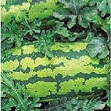Georgia Rattlesnake Watermelons Seeds (25+ Seeds) Photo, bestseller 2024-2023 new, best price $4.69 review