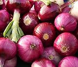 200 Organic Non-GMO Ruby Red Onion Seeds Burgundy Photo, bestseller 2024-2023 new, best price $4.29 review