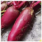 Everwilde Farms - 1/4 Lb Cylindra Beet Seeds - Gold Vault Photo, bestseller 2024-2023 new, best price $7.96 review