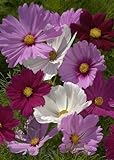 TROPICA - Mélange Cosmos bipenné (Cosmos bipinnatus) - 100 graines - Fleurs d'été Photo, best-seller 2024-2023 nouveau, meilleur prix 4,39 € examen
