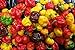 Photo 25 seeds SCOTCH BONNET PEPPER SEEDS-(Caribbean Mix) - RED,YELLOW,AND CHOCOLATE new bestseller 2024-2023