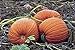 Photo PlenTree Graines de citrouille, or mammouth, Heirloom, organiques, non Ogm 25+ graines, grosses Pumpkins nouveau best-seller 2022-2021