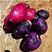 Foto SVI fresca 100pcs semilla de papa vegetal para la siembra oscuro rosa púrpura nuevo éxito de ventas 2024-2023
