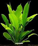 WFW wasserflora Große Amazonas-Schwertpflanze/Echinodorus bleheri, Aquariumpflanze, barschfest Foto, Bestseller 2024-2023 neu, bester Preis 2,99 € Rezension