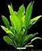 Foto WFW wasserflora Große Amazonas-Schwertpflanze/Echinodorus bleheri, Aquariumpflanze, barschfest neu Bestseller 2024-2023