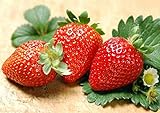 300pcs Giant Strawberry Seeds, Sweet Red Strawberry/Organic Garden Strawberry Fruit Seeds, for Home Garden Planting Photo, bestseller 2024-2023 new, best price $9.59 ($0.03 / Count) review