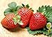 Photo 300pcs Giant Strawberry Seeds, Sweet Red Strawberry/Organic Garden Strawberry Fruit Seeds, for Home Garden Planting new bestseller 2024-2023