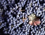 Vitis Vinifera Cabernet Sauvignon Wine Grape jocad (5 Seeds) Photo, bestseller 2024-2023 new, best price $19.95 review