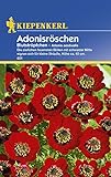 Sperli Blumensamen Adonisröschen Blutströpfchen, grün Foto, Bestseller 2024-2023 neu, bester Preis 1,90 € Rezension