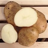 Kennebec Seed Potatoes, 5 lbs. (Certified) Photo, bestseller 2024-2023 new, best price $12.99 ($0.16 / Ounce) review