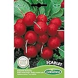 Germisem Scarlet Semillas de Rábano 15 g (EC9035) Foto, éxito de ventas 2024-2023 nuevo, mejor precio 2,21 € revisión