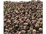 Red Mangel Mammoth Beet Seeds Microgreen Sprouting Garden, or Fodder Giant 311C (3000 Seeds, or 2 oz) Photo, bestseller 2024-2023 new, best price $11.69 review