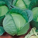Late Flat Dutch Cabbage Seeds (60+ Seed Package) Photo, bestseller 2024-2023 new, best price $6.69 review
