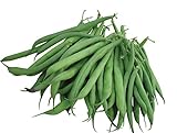 Burpee Stringless Green Pod Bush Bean Seeds 4 ounces of seed Photo, bestseller 2024-2023 new, best price $6.63 ($1.66 / Ounce) review