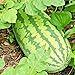 Photo Congo Watermelon Seeds XXL Extra Sweet Non-GMO Organic Huge 30-50Lbs Garden rsc2a1r (25+ Seeds) new bestseller 2024-2023