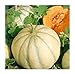 Photo David's Garden Seeds Fruit Melon Charentais 7667 (Orange) 50 Non-GMO, Heirloom Seeds new bestseller 2024-2023