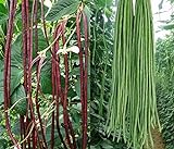50+ Green or Red Cowpea Yard Long Bean Seeds Yardlong Beans Heirloom Non-GMO Vegetable Photo, bestseller 2024-2023 new, best price $6.99 review