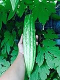 15 Melon amer bio Gourd Ampalaya Graines Photo, best-seller 2024-2023 nouveau, meilleur prix 4,99 € examen