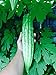 Photo 15 Melon amer bio Gourd Ampalaya Graines nouveau best-seller 2022-2021