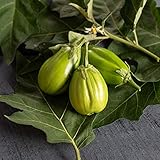 David's Garden Seeds Eggplant Comprido Verde Claro 4222 (Green) 25 Non-GMO, Open Pollinated Seeds Photo, bestseller 2024-2023 new, best price $4.45 review