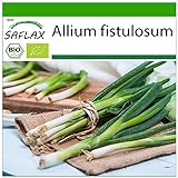 SAFLAX - Ecológico - Cebolla tierna - Ishikura japonés - 150 semillas - Allium fistulosum Foto, éxito de ventas 2024-2023 nuevo, mejor precio 3,95 € revisión