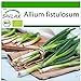 Foto SAFLAX - Ecológico - Cebolla tierna - Ishikura japonés - 150 semillas - Allium fistulosum nuevo éxito de ventas 2024-2023