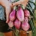 Photo Long Red Florence Onion - 50 Seeds - Heirloom & Open-Pollinated Variety, Non-GMO Vegetable Seeds for Planting Outdoors in The Home Garden, Thresh Seed Company new bestseller 2024-2023