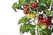 Foto 50 piezas de semillas de tomate cherry enano heirloom tomate rojo fruta fresca hortalizas semillas de jardín para plantar nuevo éxito de ventas 2024-2023