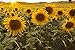Photo Dwarf Sunflower Seeds for Planting new bestseller 2024-2023