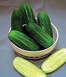 Cucumber, National Pickling Cucumber Seed, Heirloom,25 Seeds, Great for Pickling Photo, bestseller 2024-2023 new, best price $1.99 ($0.08 / Count) review