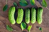 Boston Pickling Cucumber Seeds - Non-GMO - 3 Grams Photo, bestseller 2024-2023 new, best price $4.99 review